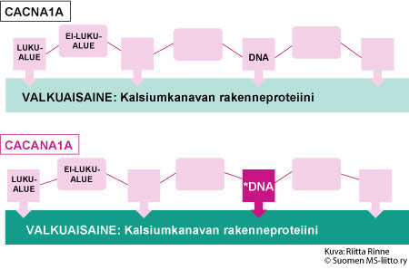 ACNA1A-geeni sijaitsee kromosomissa 19. EA2-oireiston aiheuttavat useat erilaiset mutaatiot CACNA1A-geenissä.