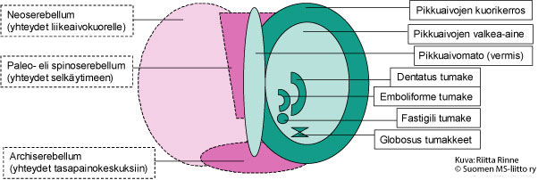 Spinoserebellaariset ataksiat eli SCA-sairaudet - Neuroliitto Neuroliitto