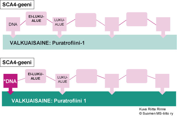 Japanilaisilla SCA4-suvuilla on todettu geenimutaatio Puratrofiini-1 valkuaisainetta ohjaavassa geenissä kromosomissa 16q22.1.