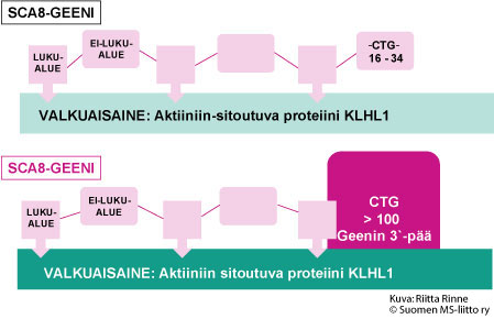 SCA8-geeni ohjaa Aktiiniin-sitoutuvan valkuaisaineen syntymistä. Proteiini on nimetty Kelch-like1-proteiiniksi (KLHL1). KLHL1 proteiinia on hermosoluissa, erityisesti keskushermostossa.