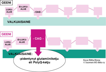 Polyglutamiiniataksioissa on valkuaisaineessa poikkeava, pitkä glutamiini-aminohappojen muodostama ketju (PolyQ-ketju).